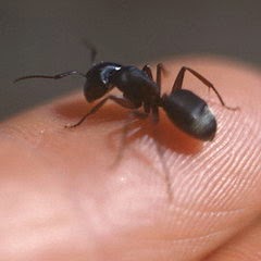 Photo of فوائد قرص النمل