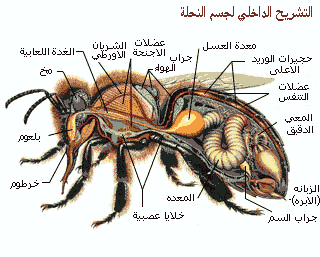 Photo of كيف يصنع النحل العسل؟ وهل العسل من مخلفات النحل؟