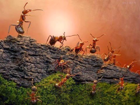 Photo of كيف يكتشف النمل ان هناك نملة ماتت