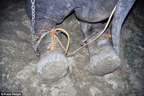 Photo of إطلاق سراح فيل بقي مقيداً بالأغلال نصف قرن