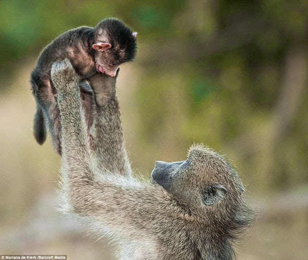 Photo of صور مؤثرة لقردة تدلل صغيرها على طريقة البشر!!