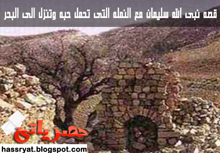 Photo of قصه نبى الله سليمان مع النمله التى تحمل حبه وتنزل الى البحر