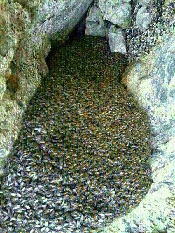 Photo of العثور على غار في احد جبال حضرموت يفيض بانهار من عسل مصفى