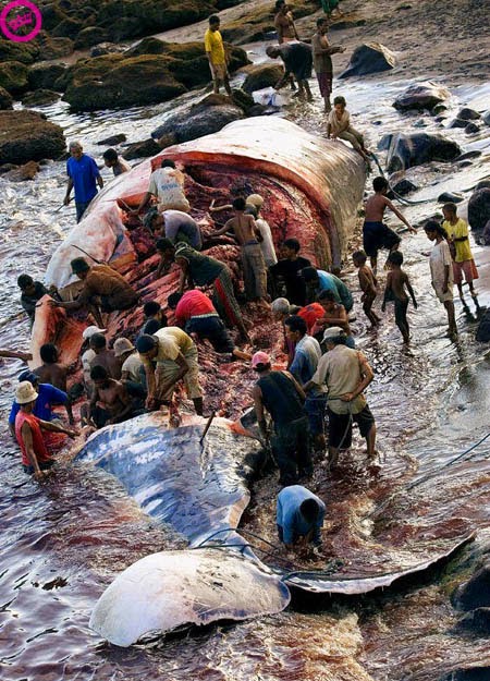 Photo of أكبر كائن حي في العالم .. الحوت الأزرق