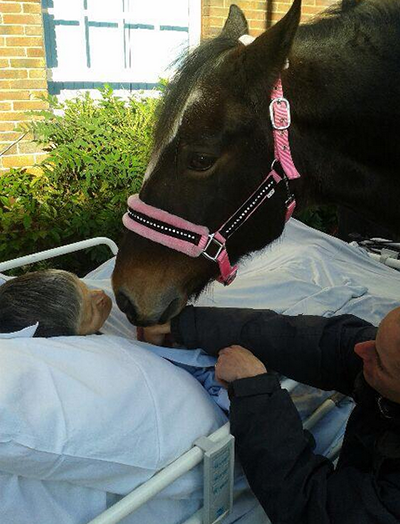 Photo of حصان يودع صاحبته مريضة السرطان بالقبلات