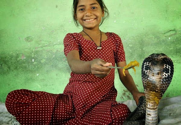 Photo of بالصور: طفلة هندية تمتنع عن المدرسة لأجل مرافقة ثعابين الكوبرا !