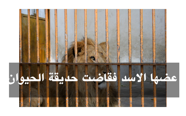 Photo of عضها الاسد فقاضت حديقة الحيوان