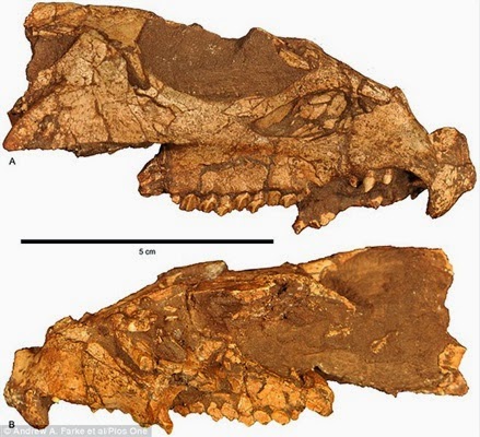 Photo of بالصور: اكتشاف ديناصور «وجه النسر الأمريكي»
